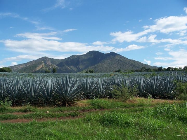  Paesaggio delle agavi 